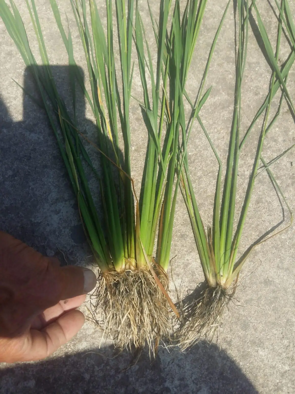 Green Tech international -   Green Tech copper-Mix  - Liquid Fertilizer - Liquid Seaweed - Biostimulants - Organic Fertilizer