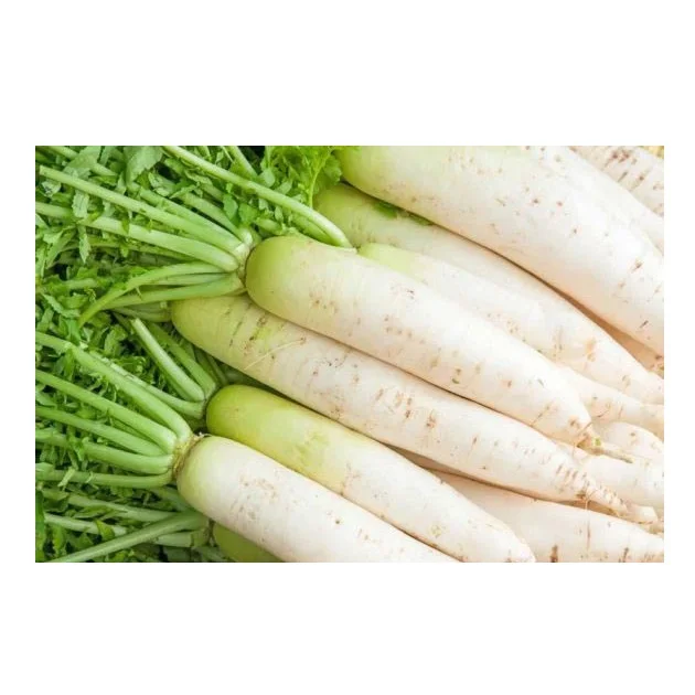 Cheapest Price Supplier Bulk Fresh Vegetables Radish With Fast Delivery