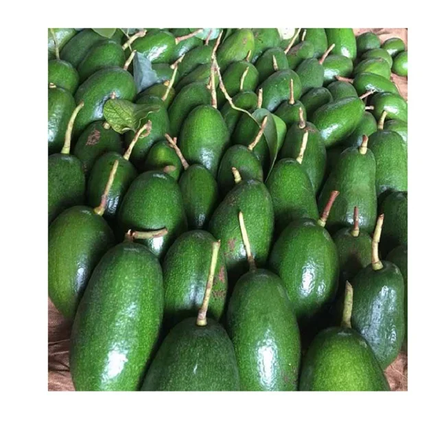 Fresh Avocado Fuerte Avocado Exported from Vietnam GREEN Tropical Dark Sweet Style Packing GAP Color Container Weight Delta Skin