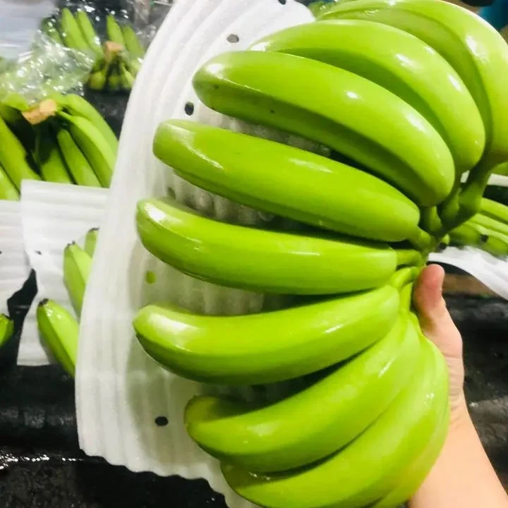 Bulk Quantity Fresh Cavendish Banana from Vietnam