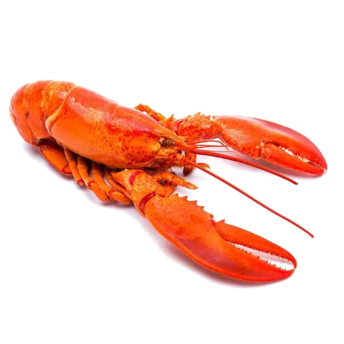 Hot Sale Live Mud Crabs, Blue Crabs, King Crabs /Live Seafood/ Frozen King Crab