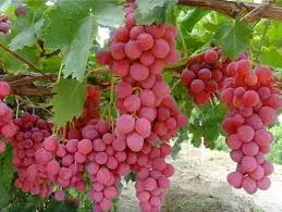 Fresh Grapes Fruits