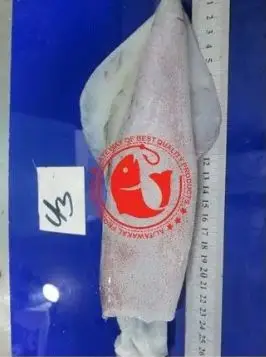 Frozen Whole Loligo Squid For Export in Bulk Quantity High Quality Frozen Loligo Squid Available in Multiple Sizes