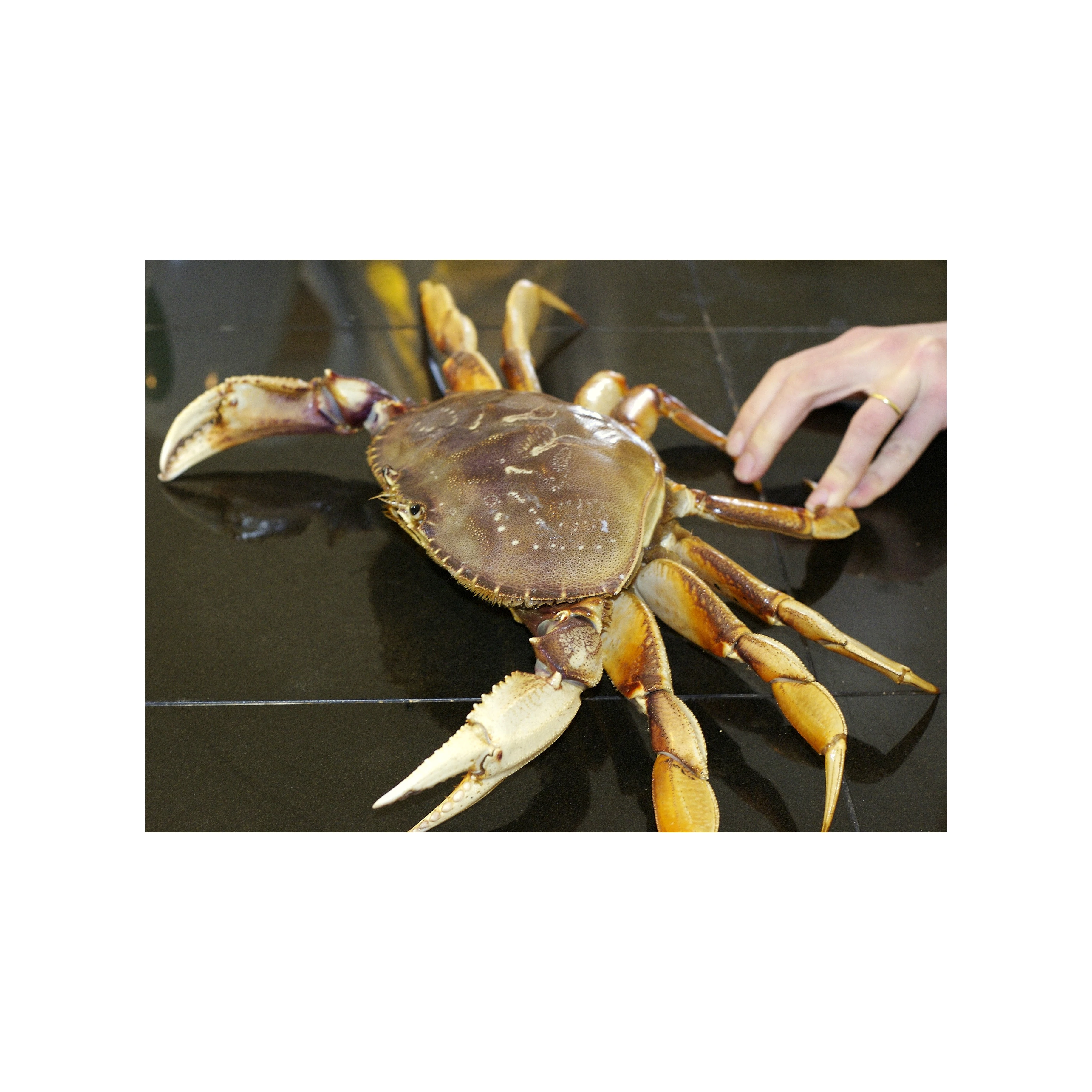 Live Dungeness crab / Red King Crab Legs Red King Crab Claws For Sale
