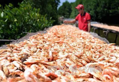 Vacuum Pack shrimp food dried shrimp Freeze dried Shrimp in Viet Nam