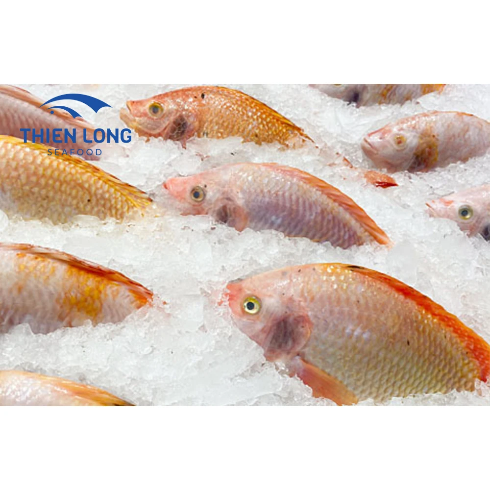 High quality frozen whole red tilapia for export in large quantity from Vietnam