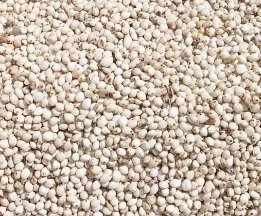 Зерна сорго