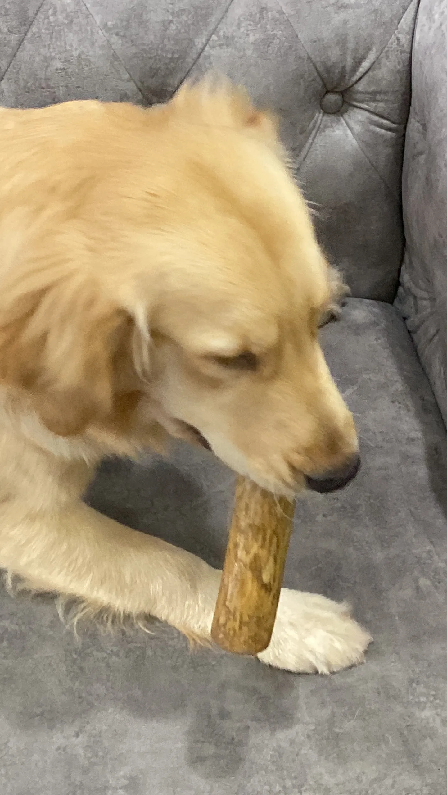 WINVN Wood Color Multiple Size Dog Playing Chewing Coffee wood chew Natural Pet Toys for Dogs Easy to Use Wholesale Ms. Jennie