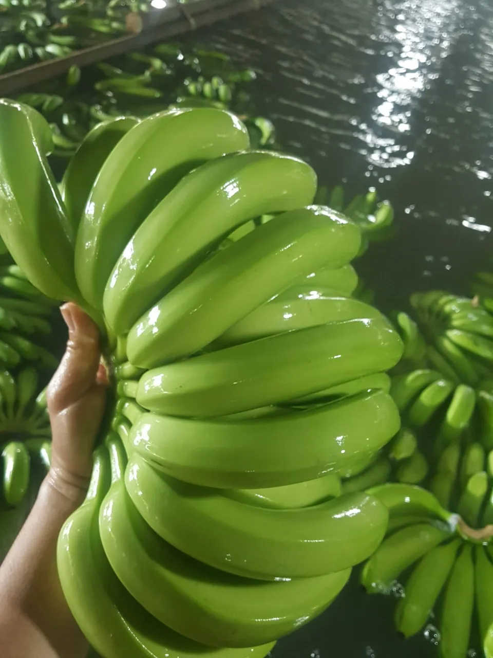 Вьетнамские свежие бананы cavendish, высокое качество, экспортируется в Китай, Корею и Малайзию