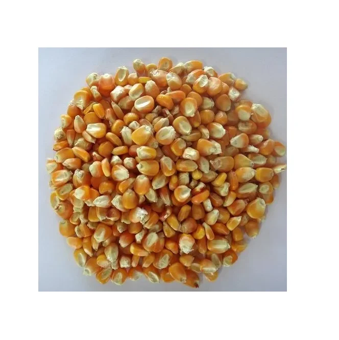Affordable Yellow Corn for Human Consumption for Sale Great Value for Bulk Purchases Ideal for Home Cooks and Chefs