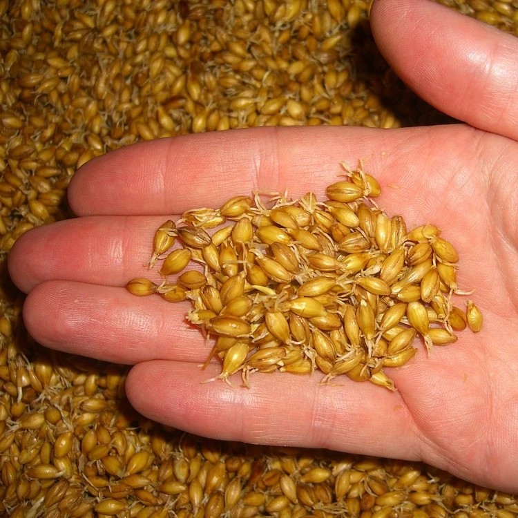 100% High Quality Barley Grains For Malt | Barley For Animal Feed Available For Sale At Low Price