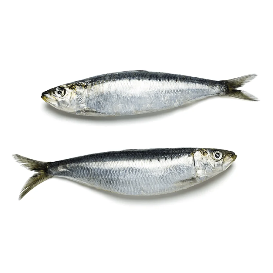 Top Selling High Quality Style BQF Process Wholesale Price Seafood Whole Frozen Sardine Exporters and Suppliers