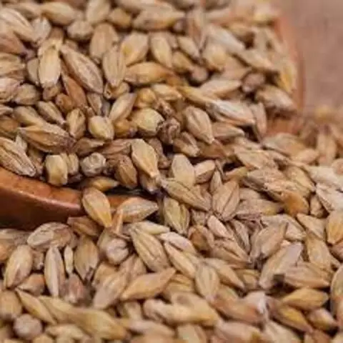 New top hot sale Barley grain hulled malted wheat for sale online barley wheat grain  discount price Wheat barley