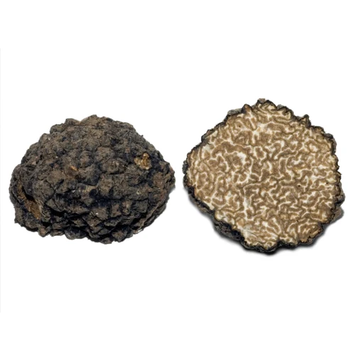 tartufo-uncinato-fresco.jpg