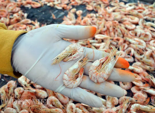 High Quality wholesale Vacuum Pack shrimp food dried shrimp Freeze dried Shrimp in Viet Nam