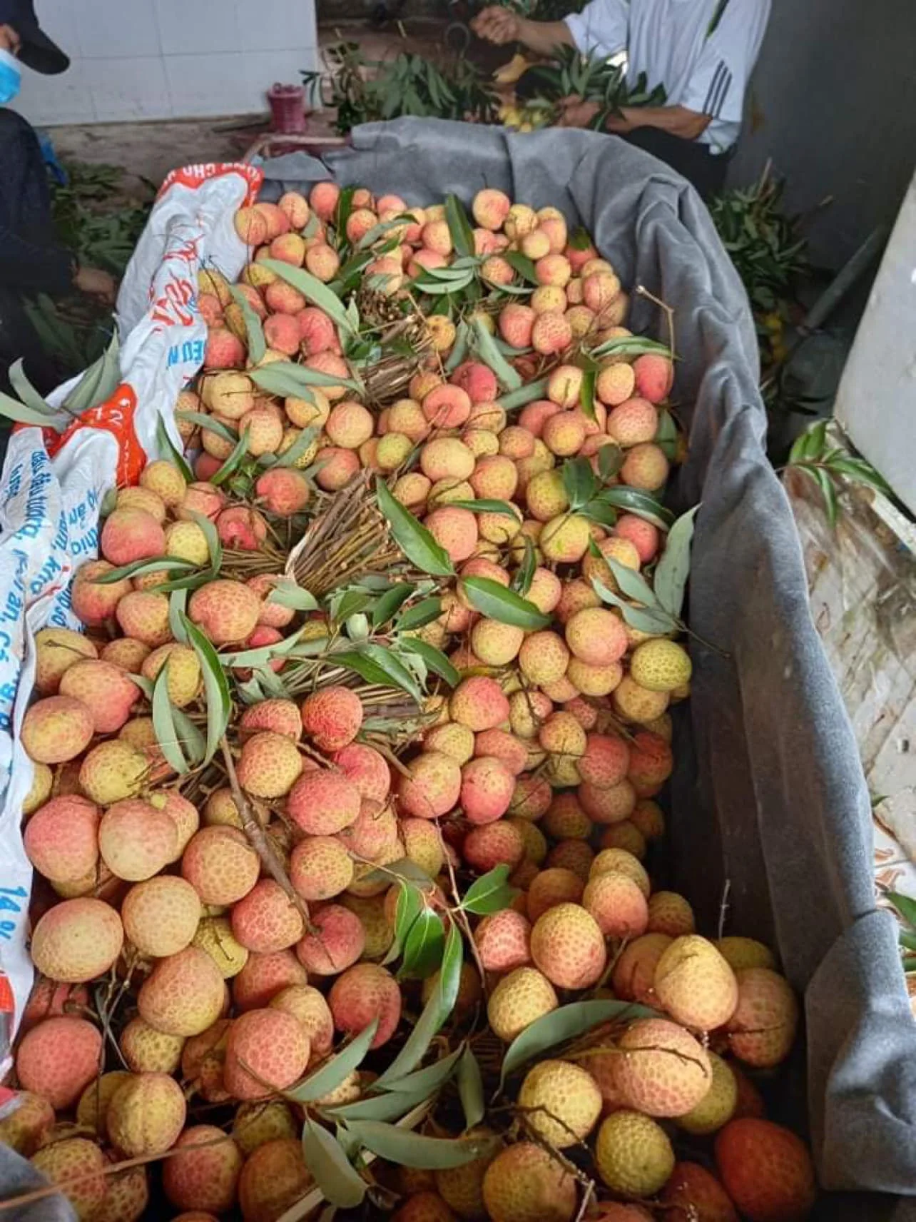 New season Vietnamese fresh lychee Fruit High quality for export Fresh lychee Premium grade from Vietnam