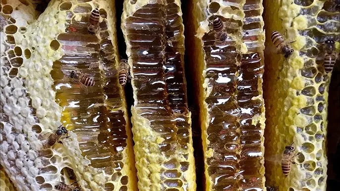 High-Purity Organic Bee Honey from Vietnam 100% Natural Additive-Free with Honey Box and Dispenser Healthy Raw Honey