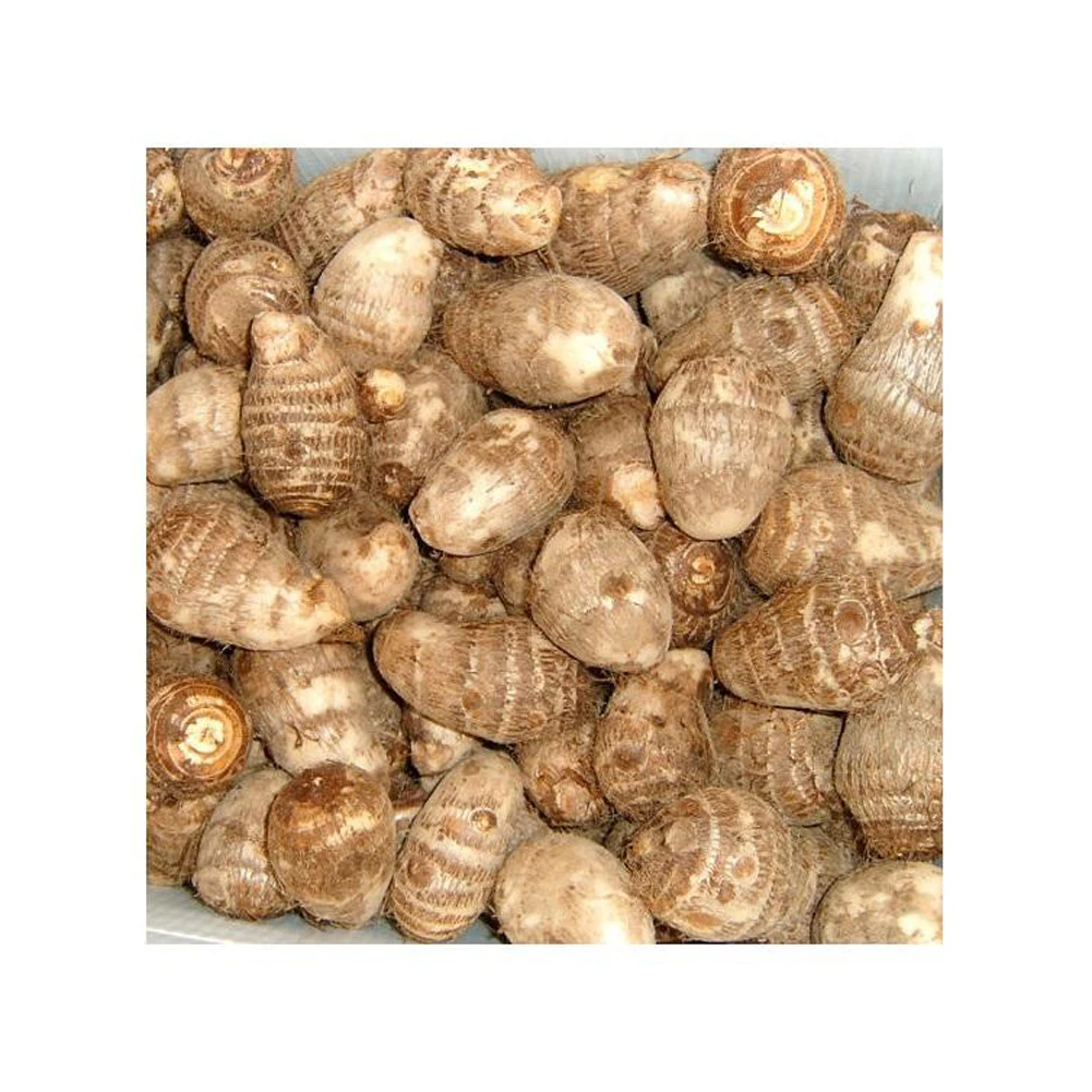 New Crop Fresh Taro with Cheap Price for Sale