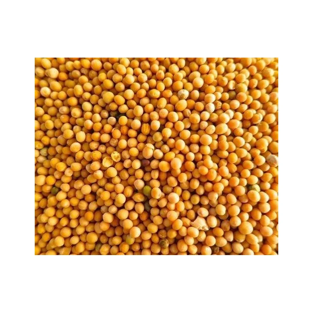 Top Quality Yellow Mustard Available At Cheapest Price