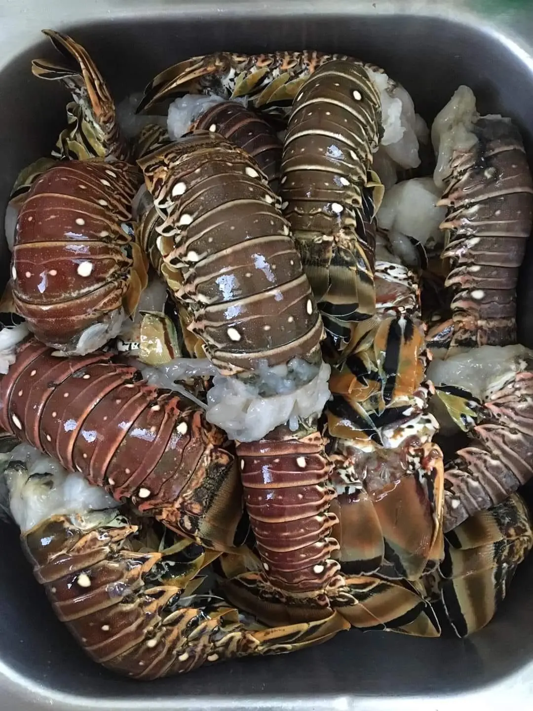 Canadian Frozen Lobster Tails Fresh Lobsters for sell Frozen Lobsters for Sale at Cheap Price