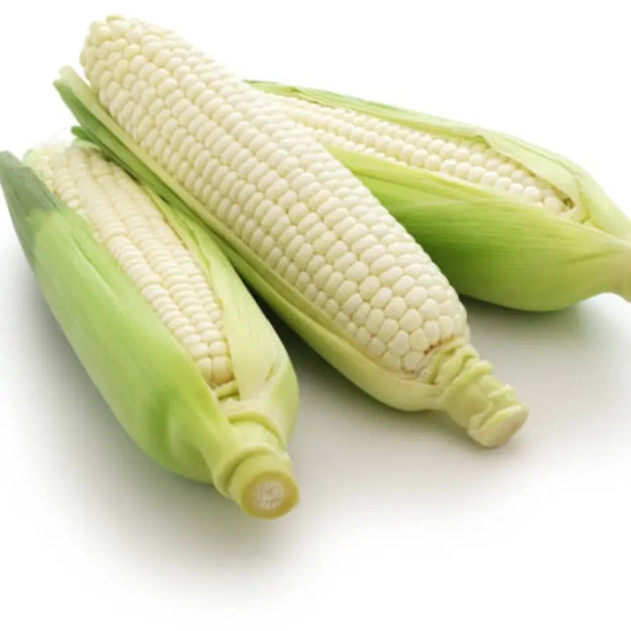 Best Quality White Corn For Sale Factory Price Dried White Maize