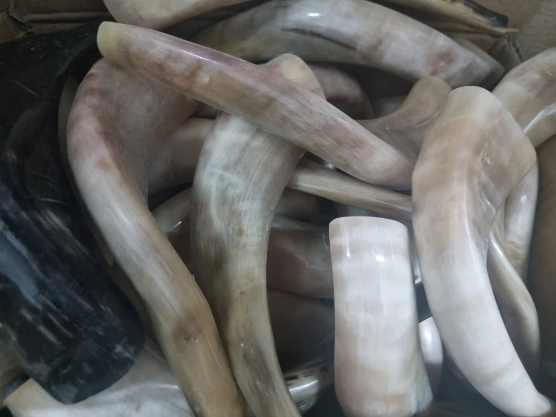 Polished Kudu Agate Shofar with Great Sound Traditional Religious Style Ram Horn Trumpet Music Style