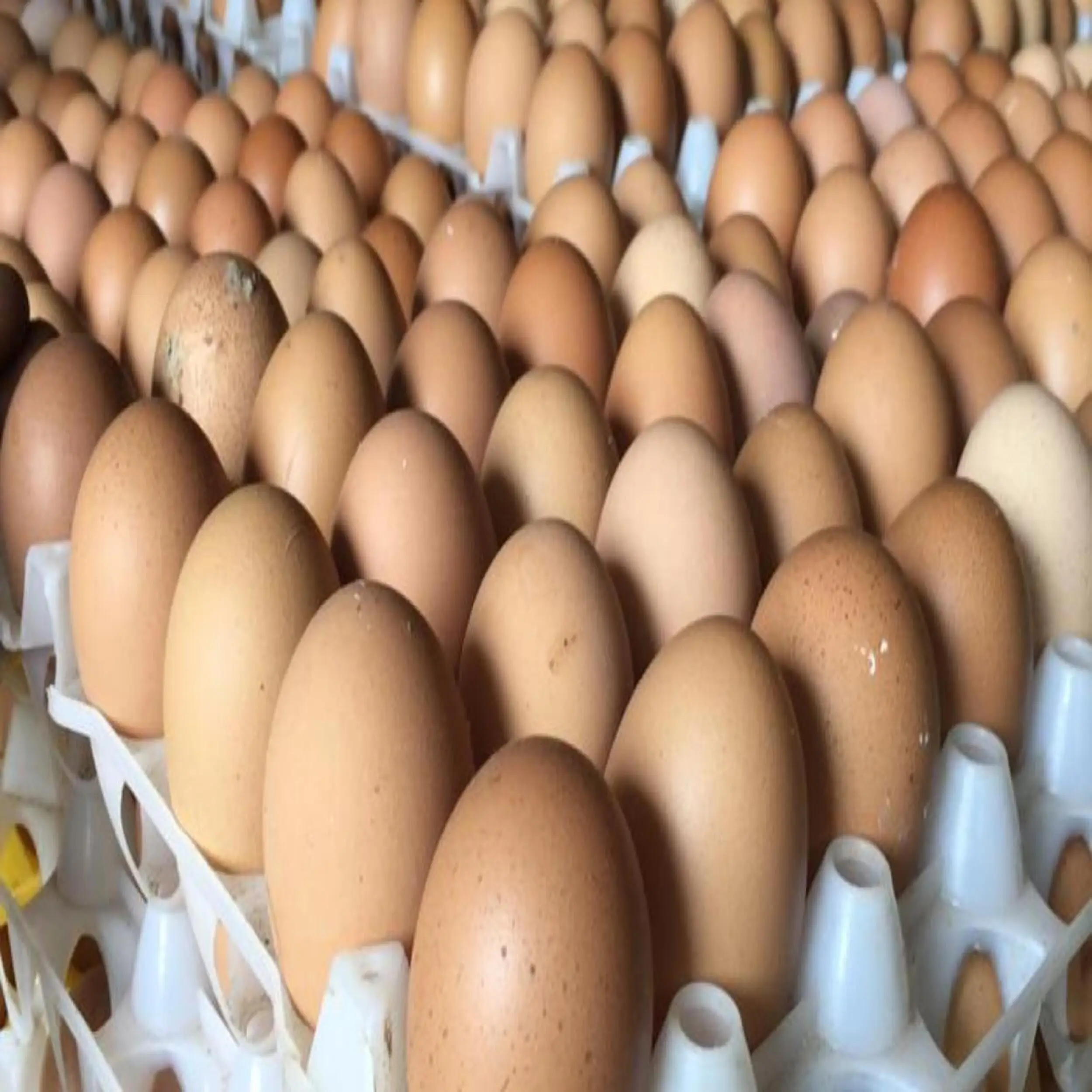 table egg (1).jpg
