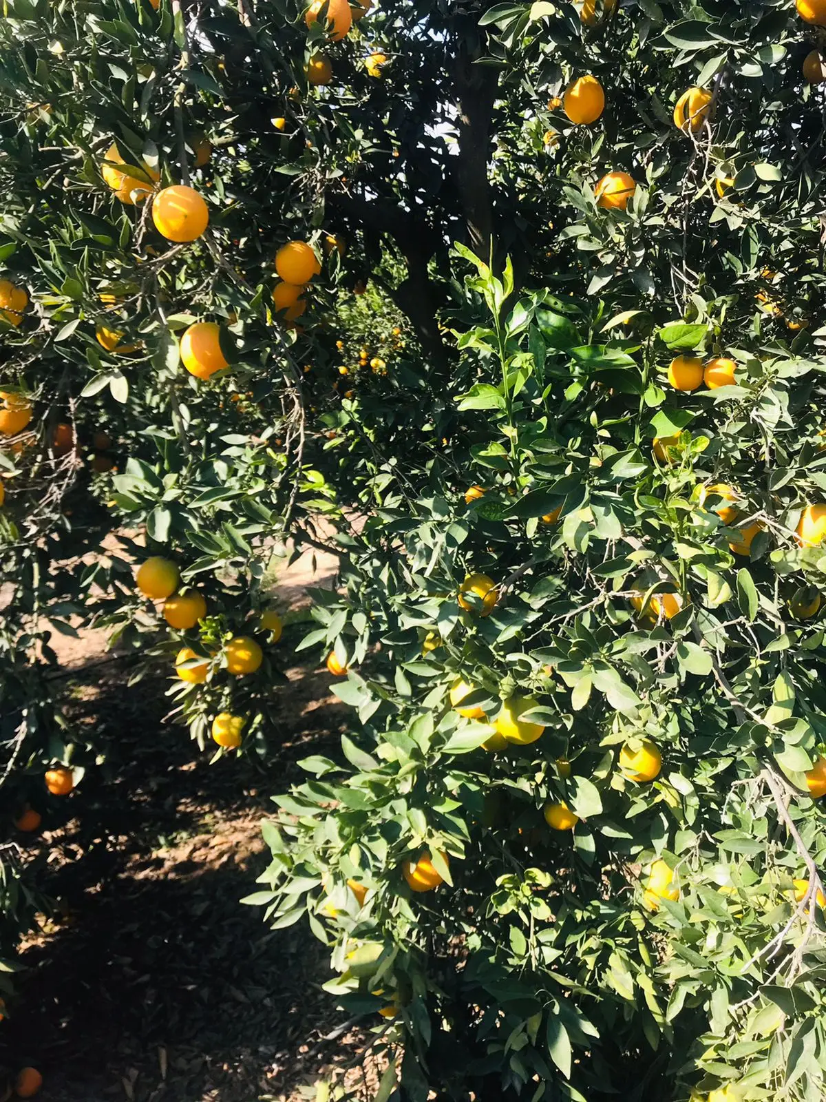Fresh Abusra oranges from Egypt