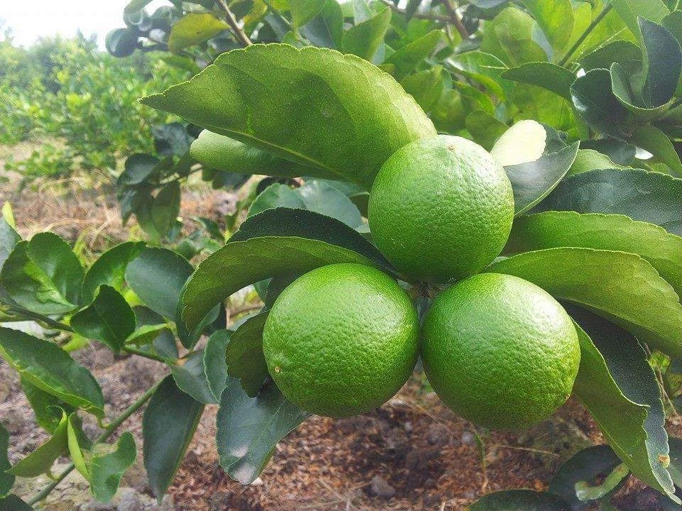Natural Fresh Lime Without Seeds High Quality Natural Fresh Lime Without Seeds/ Green Lime Seedless From Vietnam