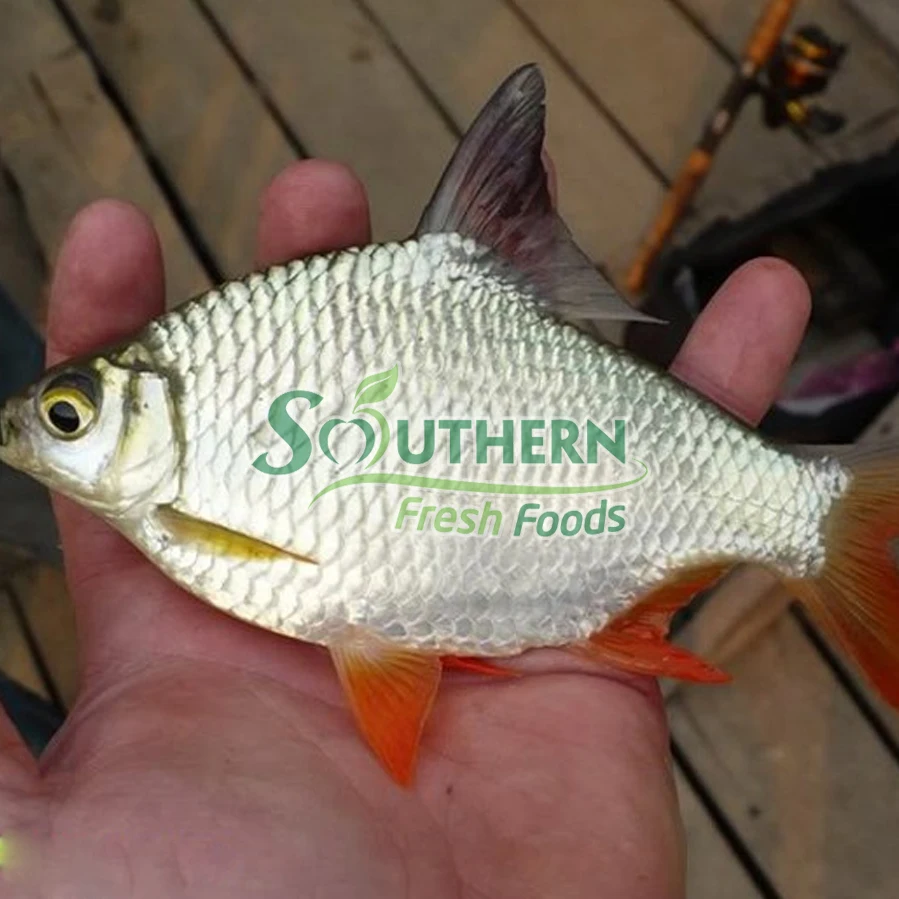 WR Farm Raised SFF Origin shape whole part competitive supplier kinds of frozen fish Frozen Tinfoil Barb Redtail from Vietnam