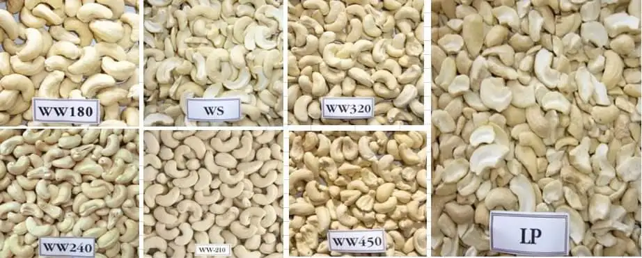 Competitive Price Provide Protein VietNam Factory Whosale White Cashew Nuts W320 W240 W180 High Quality Dried Nuts Kernel