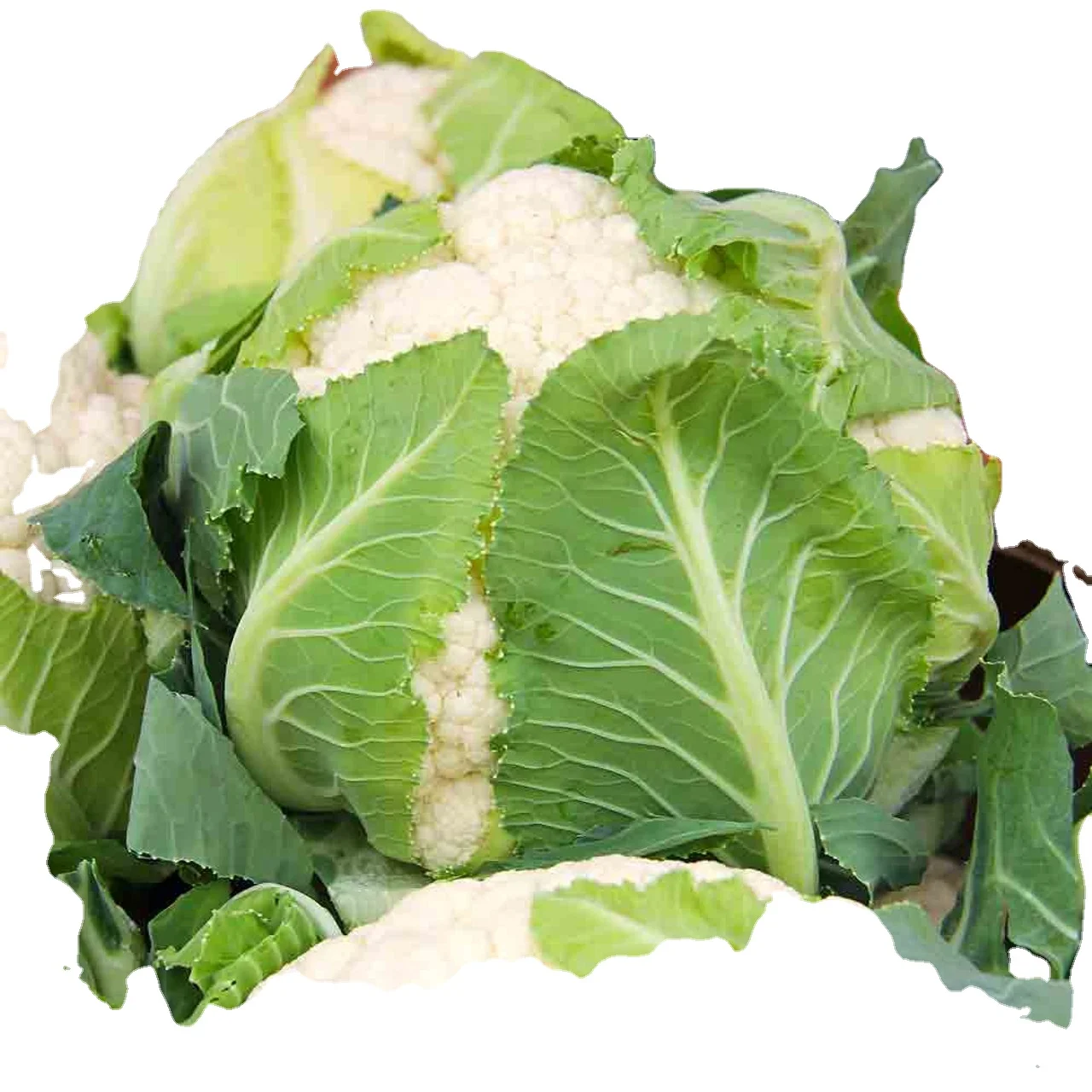 Купить свежую органическую цветную капусту онлайн | Доставка свежих продуктов