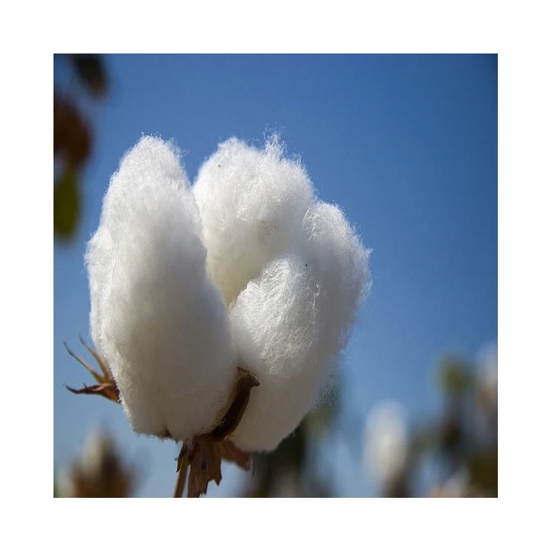 Wholesales Cotton Exporter 100% Pure Organic Raw Cotton