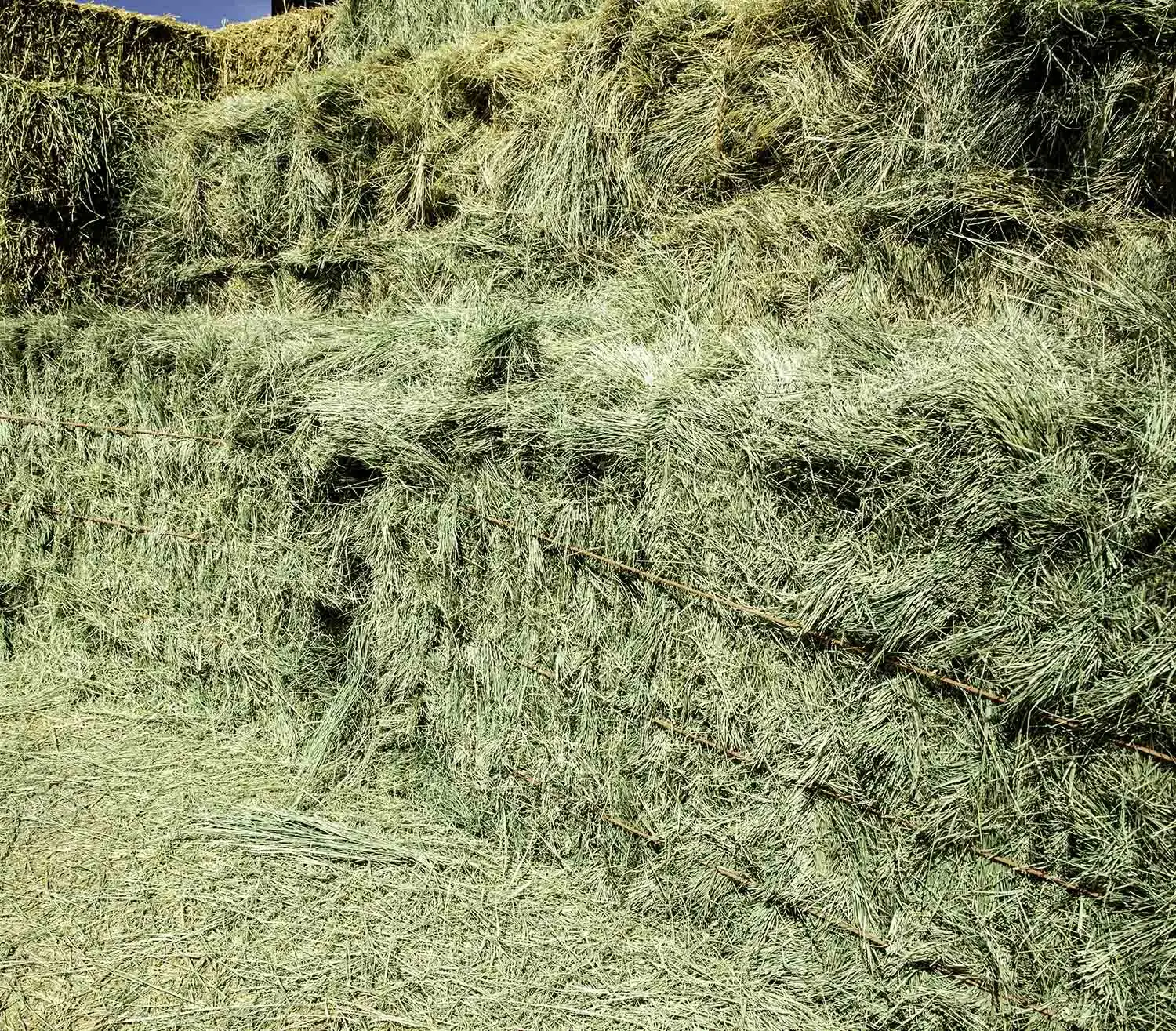Buy Top Quality Alfafa Hay for Animal Feeding Stuff Alfalfa / Timothy / Alfalfa Hay for Sale