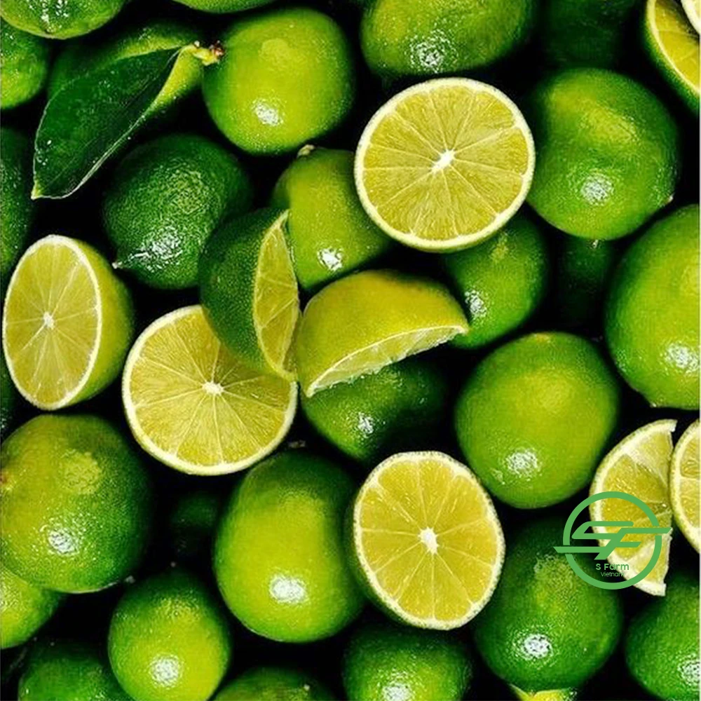 Lemon Seedless, Top Quality Product From Vietnam, Fresh Lemon seedless Fresh Lime