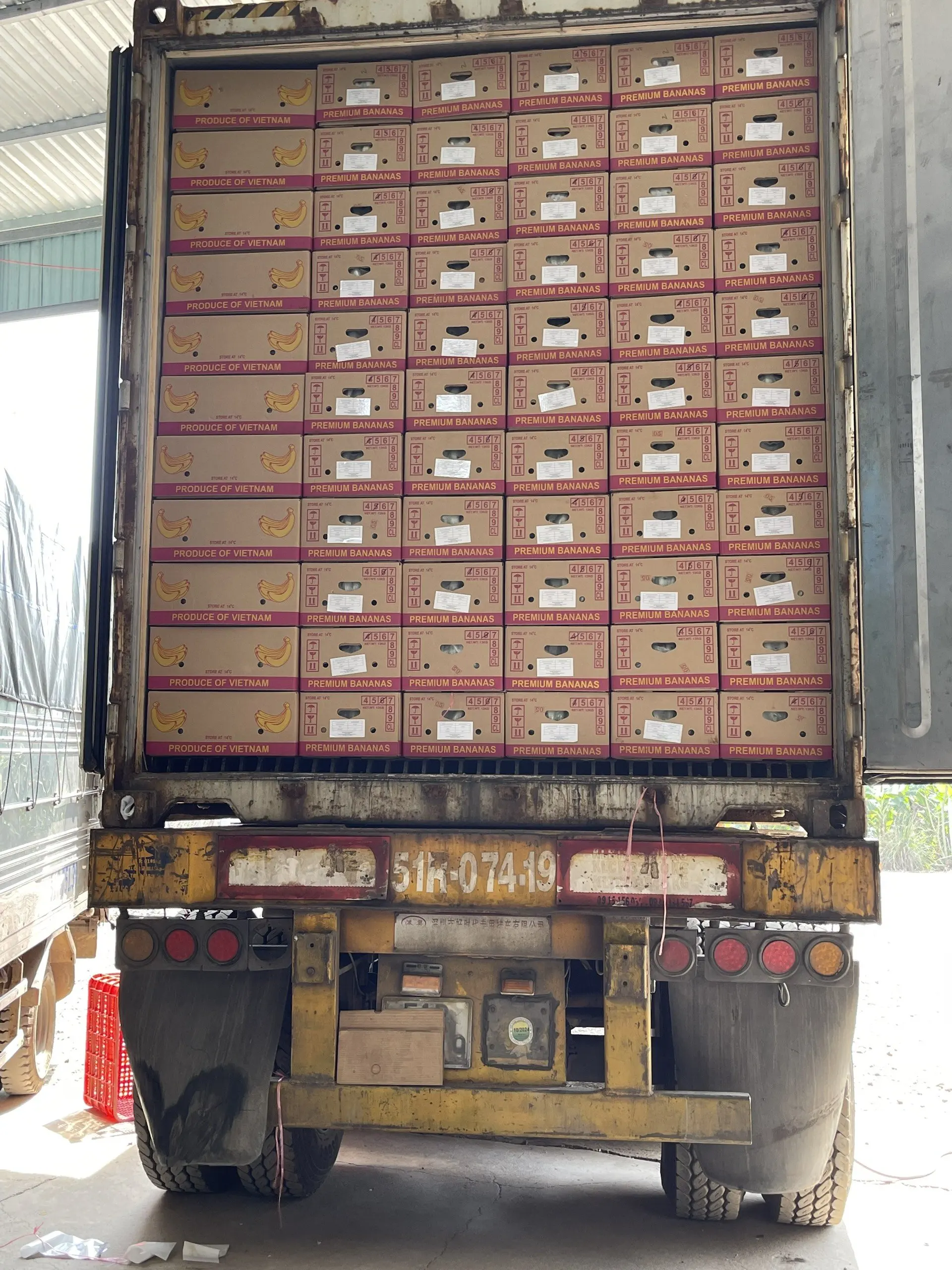 Organic Fresh Green Cavendish Banana From Vietnam Best Price Export Supplier - Caryln 0084935825297