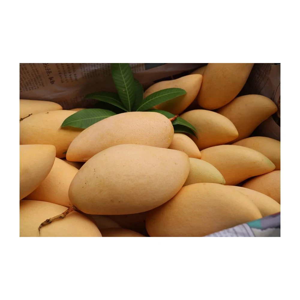 Premium Fresh Mango From Thailand  100% Natural Premium Grade of Fresh Mango with Best Taste