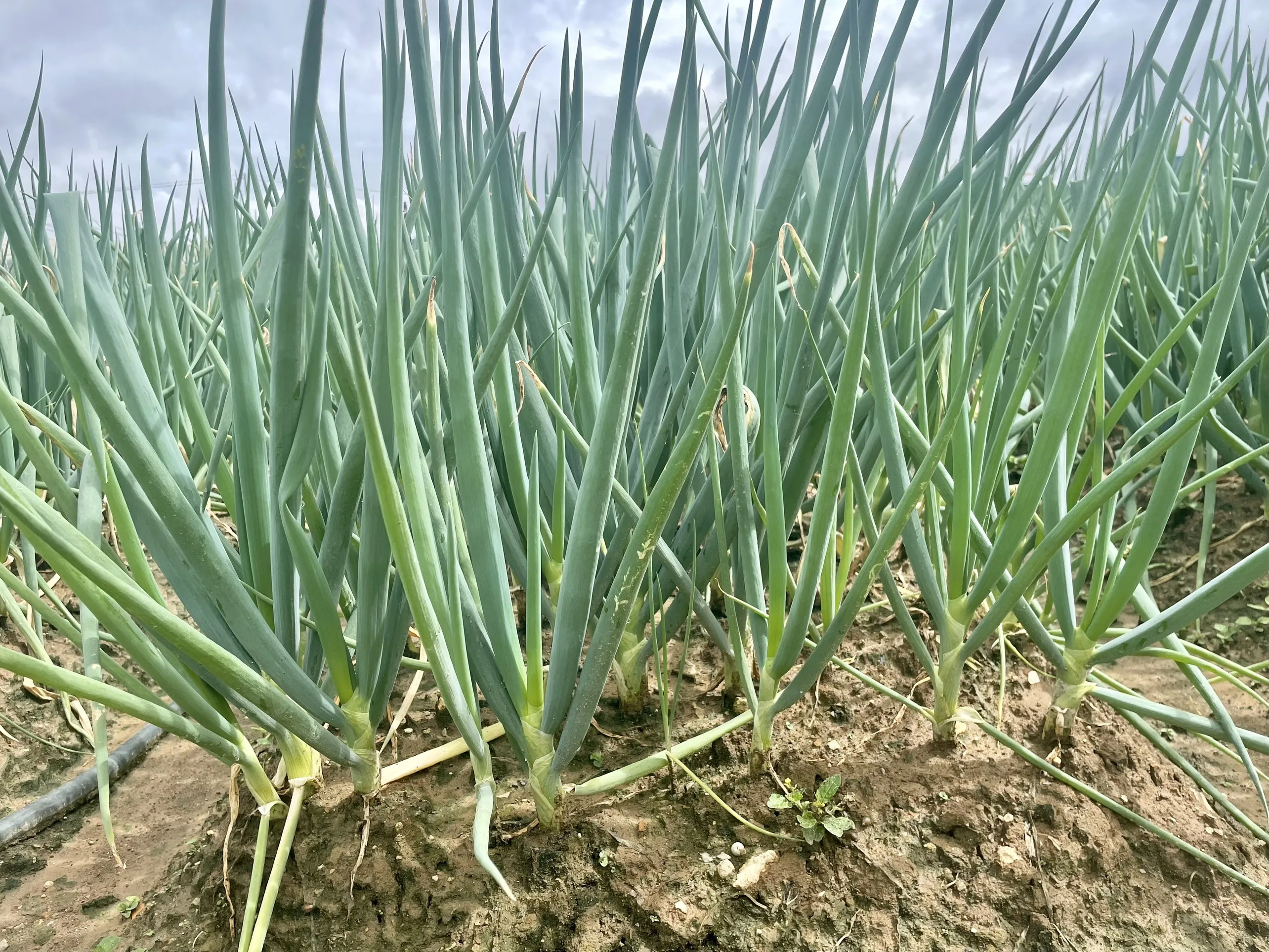 Vietnamese Paro Onion Good For Healthy Export Food Organic Farm Packaging Made In Vietnam Trading