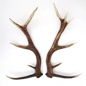 Red Deer Antlers Available