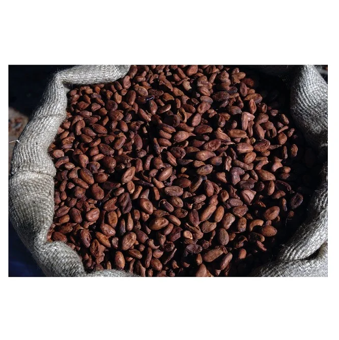 Lowest Price Raw Cocoa Bean Ghana Organic Cacao Bean Premium Quality Bulk Quantity For Exports From Europe