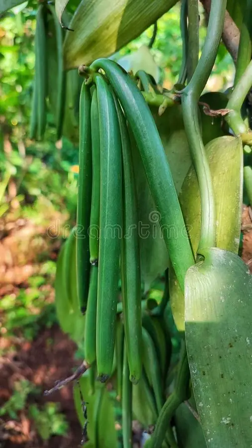 Dried Vanilla Beans in Bulk Quantity / High Quality Bulk and Natural Tropical Wholesale Vanilla Beans