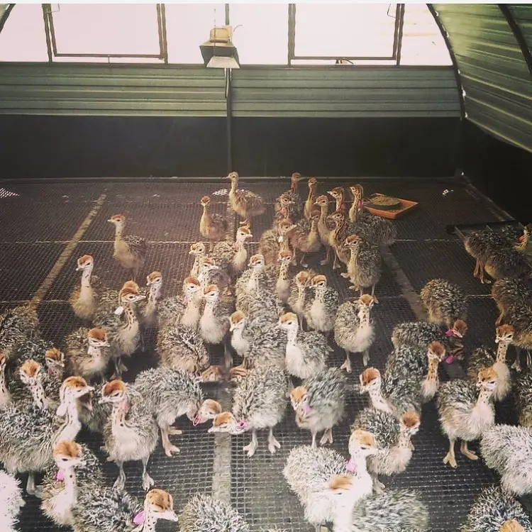 Оплодотворенные страусиные яйца для продажи