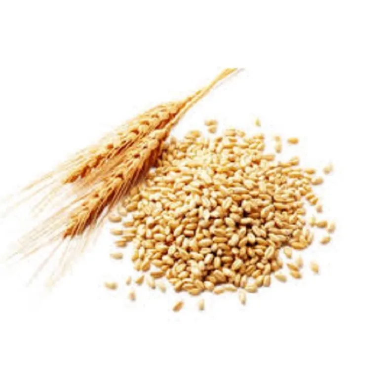 Wheat grain for sale in bulk