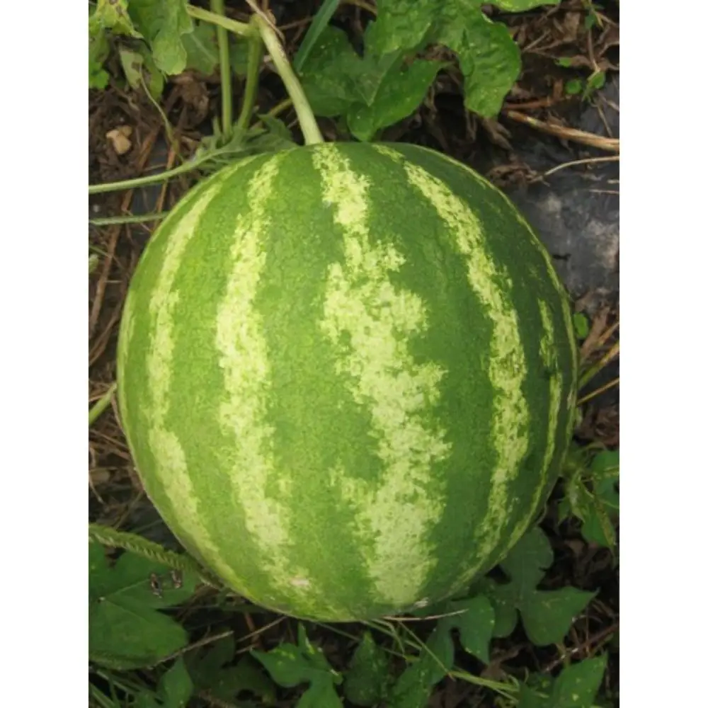 watermelon crimson sweet  OP verity in sachet packing exporting to Yemen