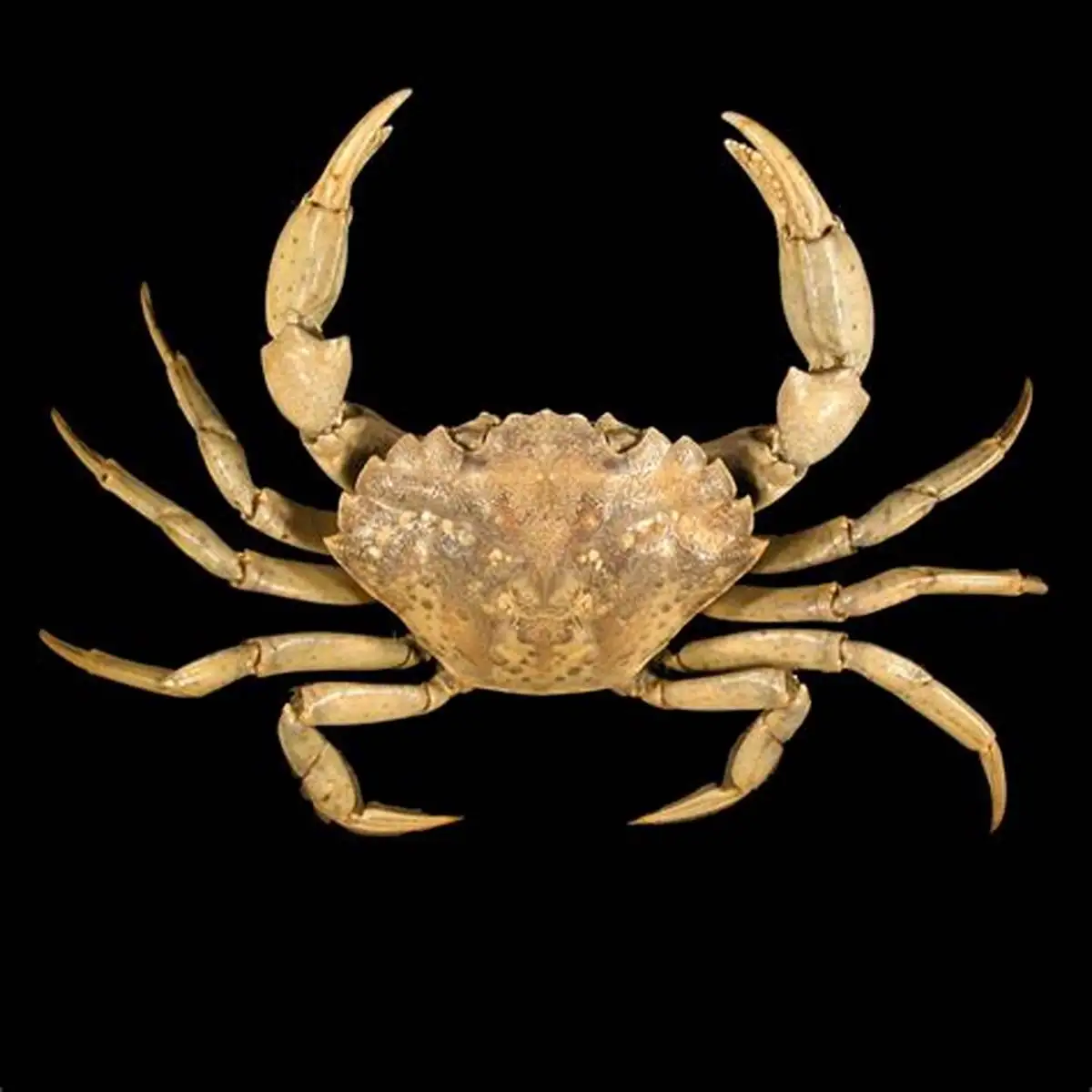 Hot Sale Live Mud Crabs, Blue Crabs, King Crabs /Live Seafood/ Frozen King Crab