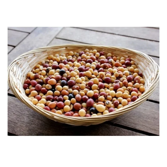 Оптовая продажа, низкая цена, лучшее качество, органические бобы Jugo для продажи, экспорт по всему миру