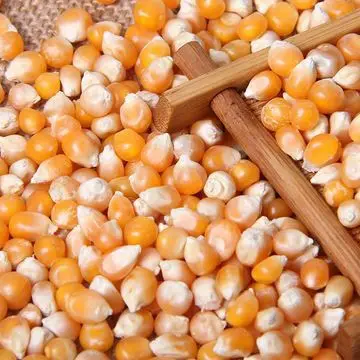 Wholesale Dried Red Corn Available at good prices Buy Dried Corn for Pop Corn Beer Making at cheap prices Buy