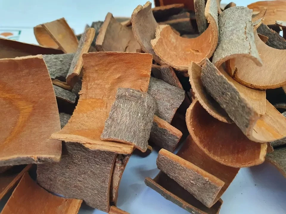 Cassia cinnamon Square Origin Vietnam Cigarette Product With High Quality From Manufacture Good Price