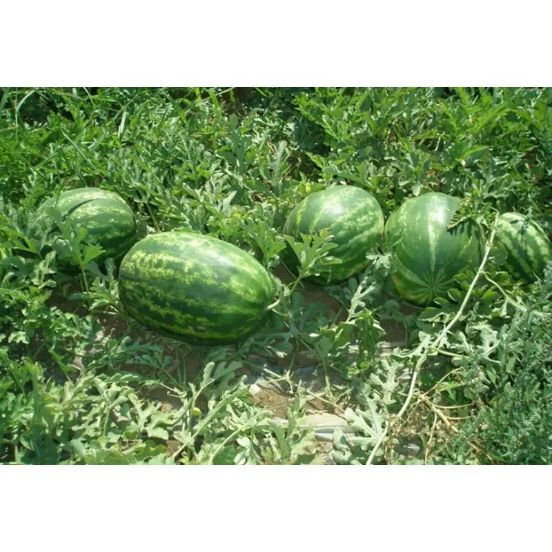 High purity for watermelon crimson sweet Good Germination Variety big Size Watermelon at Good price for export
