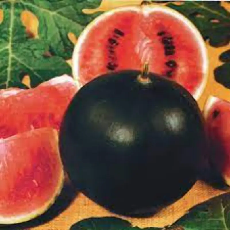 Экспорт сахара арбуза для детей в упаковке